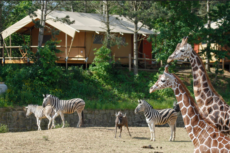 Žirafy a zebry ve výběhu v safari parku ve Dvoře Králové.